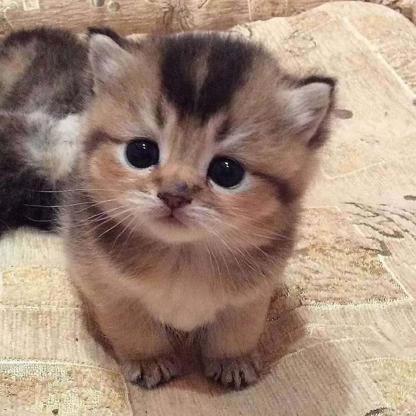 Kitty